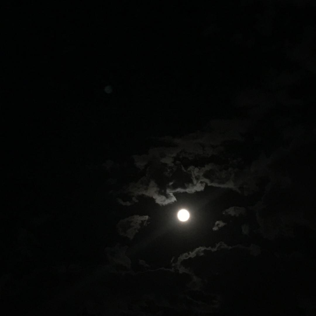 今晚的月色真美是什么意思_今晚月色意思真美是什么动物_今晚月色真美的意思是